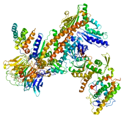 Untereinheit 2 des Arp 2/3-Komplexes
