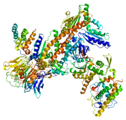 Untereinheit 3 des Arp 2/3-Komplexes