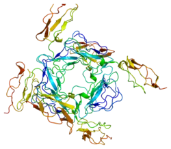Membrancofaktorprotein