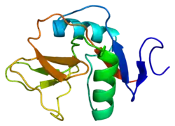 Early activation antigen CD69