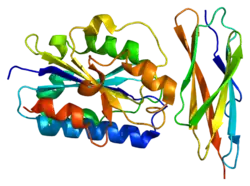 Intercellular adhesion molecule 3