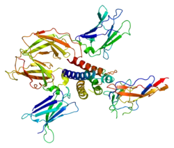 Interleukin-2-Rezeptor β-Kette