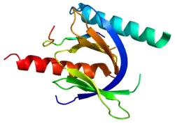 Integrin beta-1