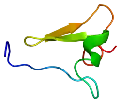 Integrin beta-2