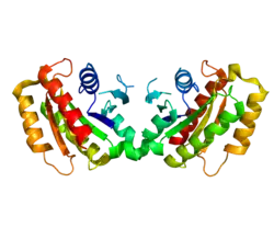 Leucinreicher-Repeat-Serin/Threoninkinase 2