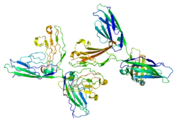 Neural cell adhesion molecule 1