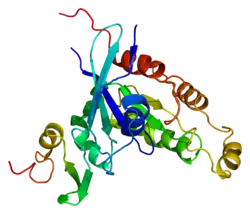 Serin/Threonin-Protein-Kinase PAK2