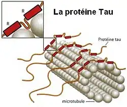 Tau-Protein