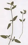 Prunella vulgaris f. leucantha Schur. Kein Bastard mit Prunella laciniata, sondern eine weißblühende Form von Prunella vulgaris. Kennzeichen: Habitus von Prunella vulgaris, jedoch weiße Blüten.