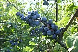 Schlehen werden erst durch Frosteinwirkung süß