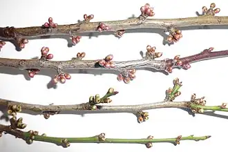 P.&nbsp;vachuschtii (oben) und P.&nbsp;cerasifera (unten)