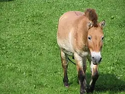 Aalstrich in der Mitte des Rückens