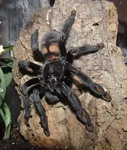 Weibchen auf Korkrinde