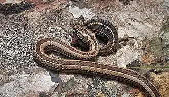 Quergebänderte Sandrennnatter (P. crucifer) mit Echse