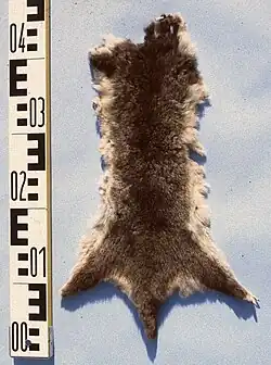 Ringtail-Possumfell (zoologisch Wander-Ringelschwanzbeutler)