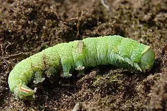 Raupe der Buchen-Kahneule, durch eine Grabwespe der Gattung Ammophila gelähmt und mit einem Ei belegt