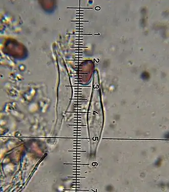 Cheilozystiden und Sporen