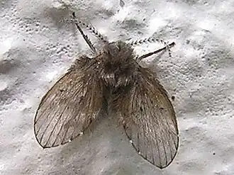 Schmetterlings­mücke