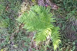 Farne (Pteridium aquilinum, Diplazium esculentum, Lygodium spp.) (von Pteridium esculentum die Wurzeln)