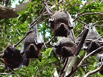 Schwarzer Flughund (Pteropus alecto)