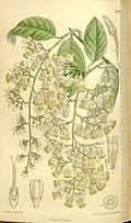 Illustration von Pterostyrax hispidus