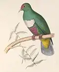 Korallenfruchttaube – Reproduktion des Originals von Antoinette Paulette Jacqueline Knip