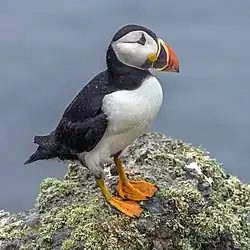 Papageientaucher (Puffin)