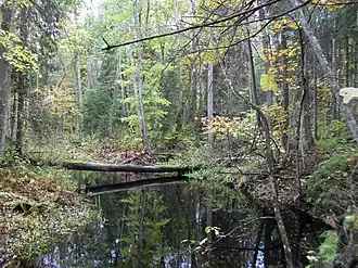 Ein Wasserlauf im Park