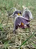 Die kalkliebende Schwarz-Küchenschelle (Pulsatilla pratensis subsp. nigricans) ist ebenfalls gefährdet.[3]