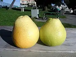 Pomelo