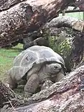 Aldabra-Riesenschildkröte