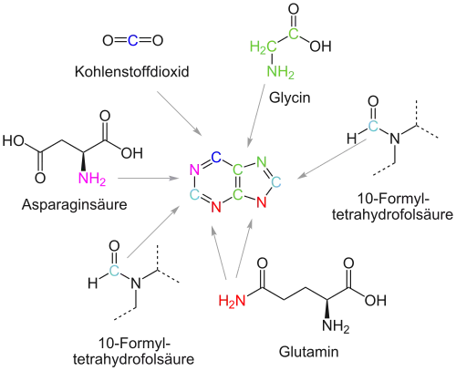 Edukte der De-novo-Biosynthese von Purin