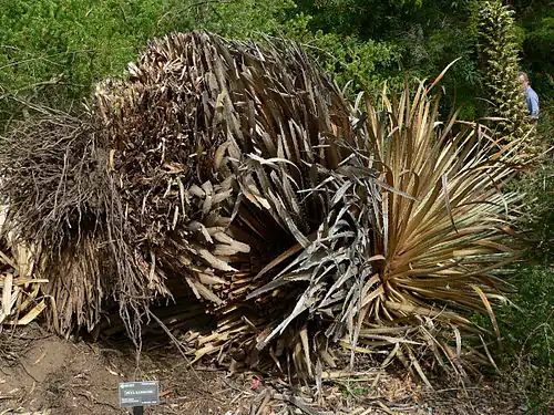 Umgestürzte Pflanze im San Francisco Botanical Garden