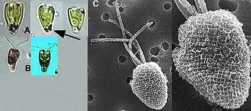 P. disomata, Skagerrak-Kattegat. A,B: Lebende Zellen, B: Zellen in Lugol. C: Zelle im REM mit Geißeln und Schuppen. Mats Kuylenstierna et&nbsp;al., via SMHI