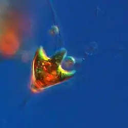 P. longicauda, Skagerrak-Kattegat, PCM. Ann-Turi Skjevik, SMHI