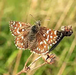 Kleine Würfel-Dickkopffalter oder Malven-Würfelfleck (Pyrgus malvae)[14]