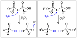 Pyrophosphatasen