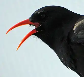 Porträtfoto einer Alpenkrähe mit geöffnetem Schnabel