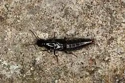 2021 Höhlen-Raubkäfer