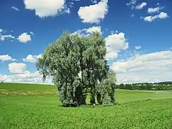 Die Quelle befindet sich unmittelbar unter der Silberlinde, Ansicht von Nordnordost.