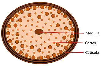 Querschnitt von gesundem Haar.
