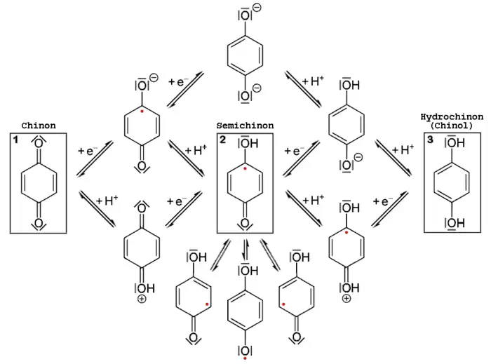 Redoxgleichgewichte (l.u. nach r.o.) sowie Säure-Basen-Gleichgewichte (l.o. nach r.u.) für Chinon am Beispiel von 1,4-Benzochinon.