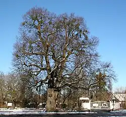 Röth-Linde mit Misteln im Winter