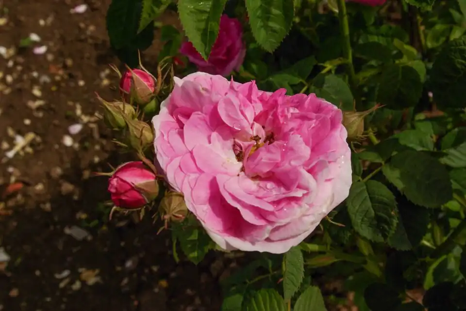 Rosa x centifolia L.