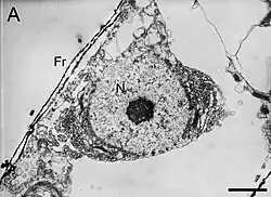 TEM-Aufnahme: Ultradünnschnitt von N. reversa Stamm KT30. Balken: 1 µm, Fr: Frustel; N: Zellkern.