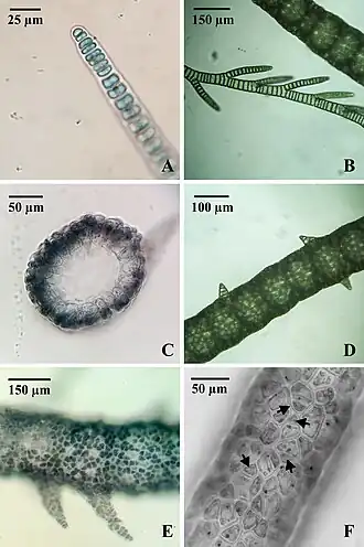 Morphologische Merkmale von C.&nbsp;caeruleus aus dem Río Paraná (C: Querschnitt mit Rindenzellen, F: reifer Faden mit Rindenzellen; Pfeilspitzen: Monosporangien & Monosporen.)