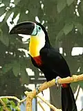 Dottertukan (Ramphastos vitellinus)
