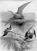 Der britische Tierillustrator Charles Whymper schuf auch Darstellungen urzeitlicher Tiere, wie diese Rhamphorhynchus. Aus: Nebula to Man von Henry R. Knipe, 1905