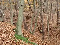 Der Ringwall um den Kernhügel