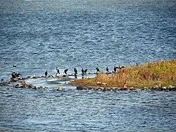 Steininsel mit Kormoranen im Rantumbecken